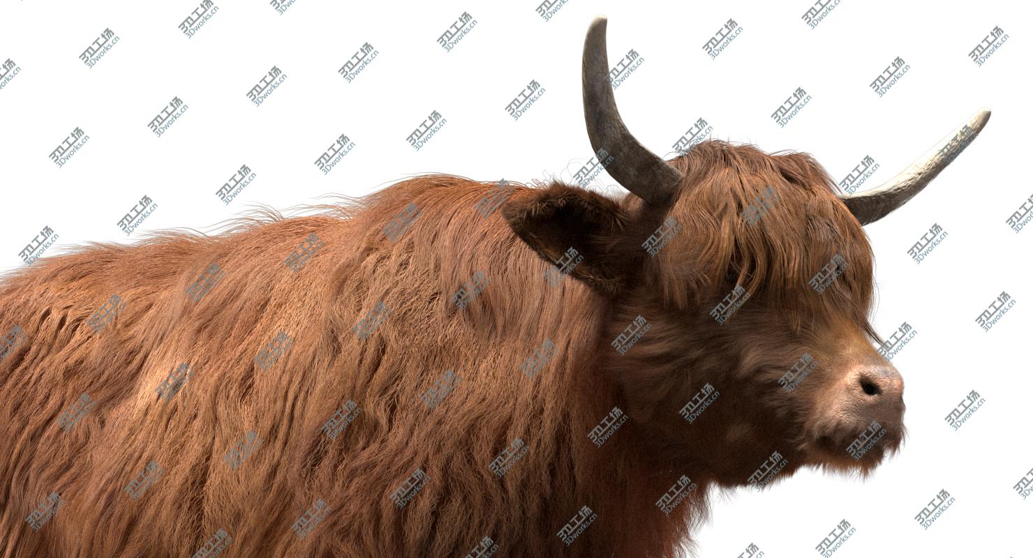 images/goods_img/2021040162/3D Highland Cow (Rigged) model/4.jpg